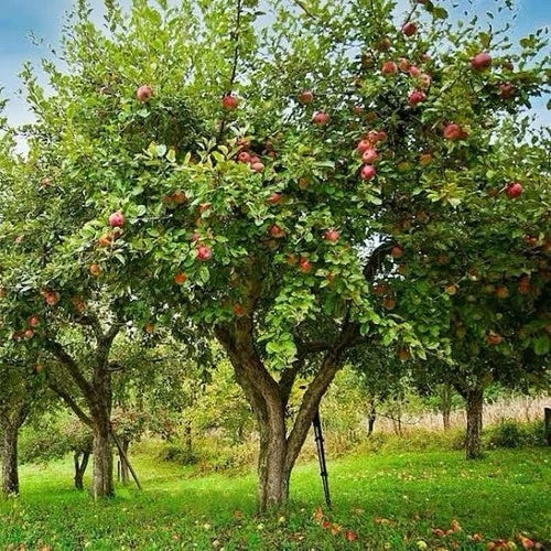 Honey Crisp Apple Tree 1-2ft Live Plant | Sweet Tart Flavor | Malus domestica for Midwest Gardens