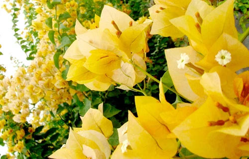 Well Rooted Bougainvillea Starter Plant - Gold Variety - Tropical Flowering Plant - Bougainvillea spp.