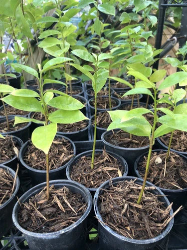 Well Rooted Muricata Soursop Guanabana Plant Tree 5-6 Inches | Graviola Tropical Fruit Plant