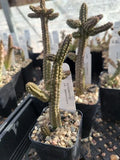 Echidnopsis cf. dammanniana Cactus - 2" Pot Bare Root Succulent