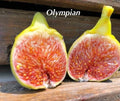 Olympian Fig Tree Plant - Live Bare Root Ficus carica Cold-Hardy Fruit Tree for Zones 6-10
