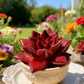 Echeveria Agavoides v. Romeo Rubin Succulent Plant Bare Root Rare Ruby Red Foliage Easy Care Live Plant