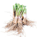 Live Garlic Chives Stalks Bare Root - Allium tuberosum Culinary Herb for Garden or Indoor Use