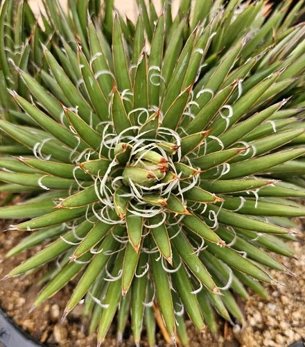 Agave Parviflora Pups 4-6" Bare Root Plant | Cold Hardy, Drought Tolerant USA Native