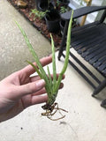 Aloe Vera Plant - Bare Root Edible Medicinal Herb - Aloe Barbadensis Miller - 7-8 Inches for Home Gardening