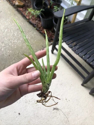 Aloe Vera Plant - Bare Root Edible Medicinal Herb - Aloe Barbadensis Miller - 7-8 Inches for Home Gardening