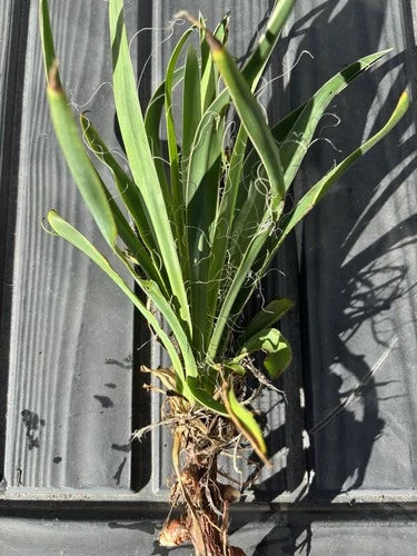 Live Rooted Yucca Plant - Cold Hardy Clumping Greenery - Yucca filamentosa - Indoor & Outdoor Gardening