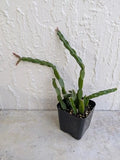 Rhipsalis Paradoxa Chain Cactus Cutting in 2" Pot | Indoor Succulent Plant | Unique Trailing Cactus | Rooted Plant