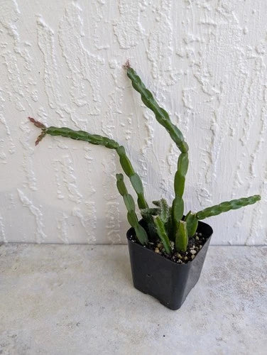 Rhipsalis Paradoxa Chain Cactus Cutting in 2" Pot | Indoor Succulent Plant | Unique Trailing Cactus | Rooted Plant