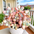 Rare Succulent Plants 3" Live Indoor Decor, Easy Care, Vibrant Colors, Beginner Friendly, Unique Shapes, Bare Root