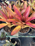 Neoregelia Bromeliad Plant - Bare Root Variegated Martin - Indoor Tropical Houseplant - Unique Neoregelia spp.