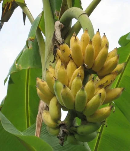 Dwarf Banana Tree - 4-6in Namwah Banana Plant - Musa acuminata