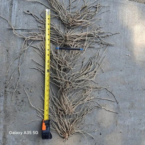 Extra Large 3rd Year Mary Washington Asparagus Roots - 10 Pack