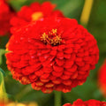 Cherry Queen Red Zinnia Seeds | Giant Scarlet Flowers | Pollinator-Friendly | Zinnia elegans Annual Seeds
