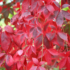 Virginia Creeper Cuttings – 10 Unrooted Parthenocissus quinquefolia Vines, Climbing Wall & Trellis, Fast Growing Native Vine