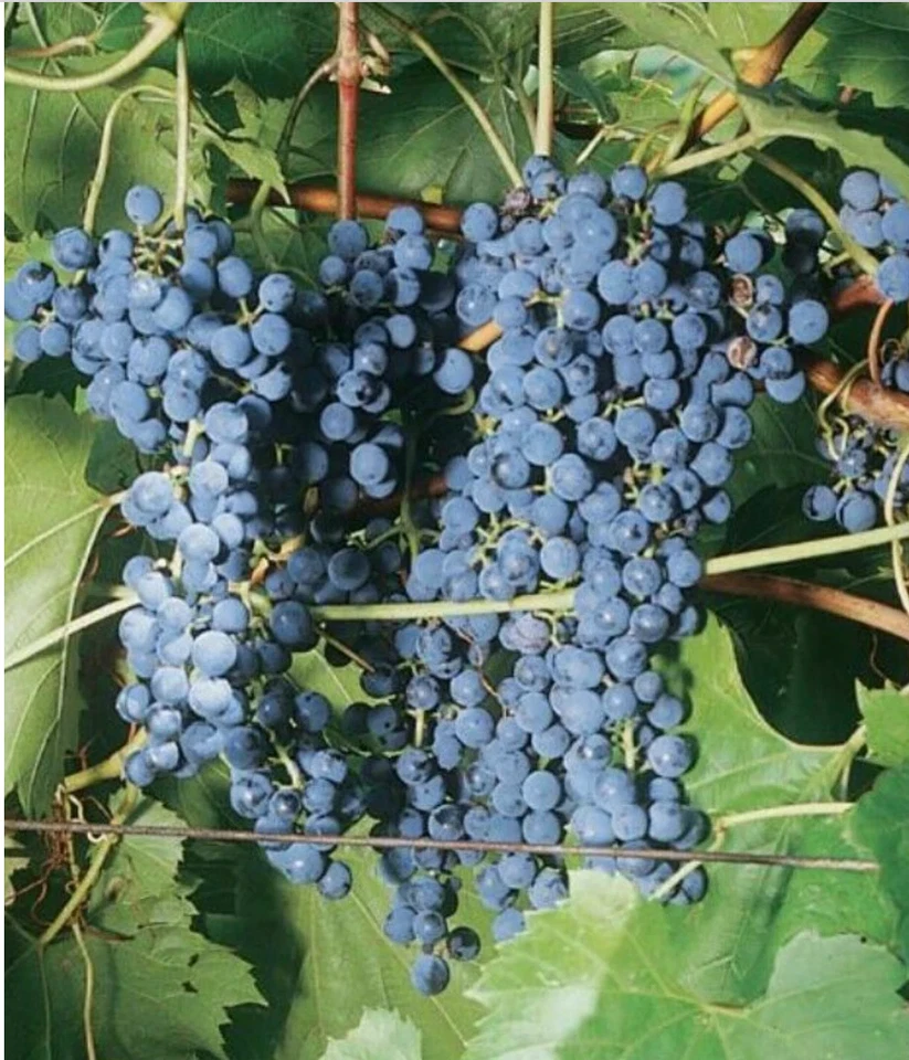 Frontenac Grape Vine Cuttings – 6 Unrooted Hardwood Vitis riparia × Vitis vinifera for Propagation