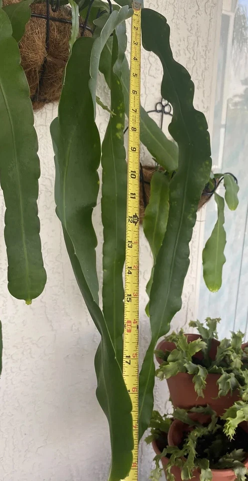 Epiphyllum Orchid Cactus Cuttings 2pcs | Unrooted Tropical Houseplant Starter | Easy Propagation Epiphyllum spp.