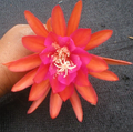 Epiphyllum Germania Cutting – Orchid Cactus Hybrid for Rooting & Stunning Blooms, Live Epiphyllum Plant