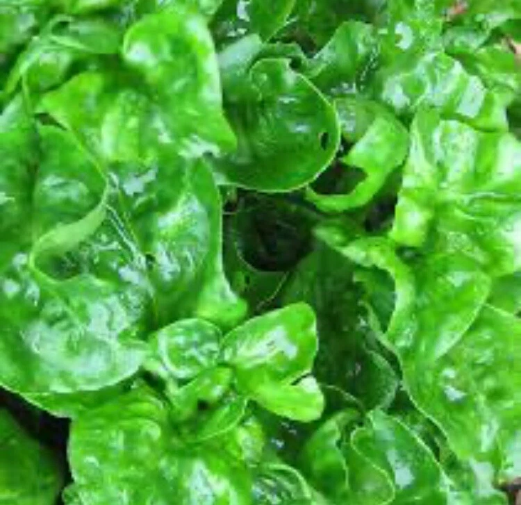 Brazilian Spinach Cuttings - 8 Live Alternanthera Sissoo Cuttings 4-5 Inch for Planting