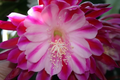 Epiphyllum Alakazam Orchid Cactus Cuttings – Live Propagation Plant Starts for Hanging Baskets, Night Blooming Epiphytic Cactus