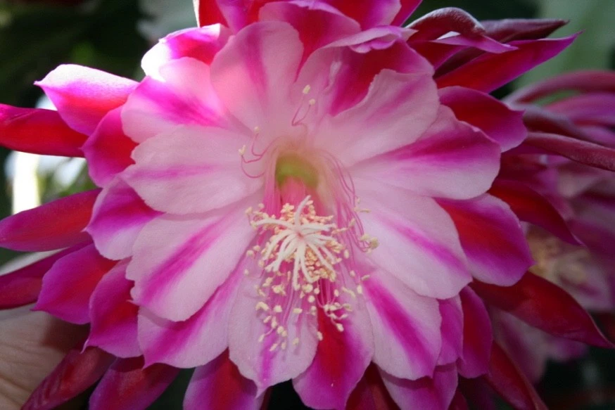Epiphyllum Alakazam Orchid Cactus Cuttings – Live Propagation Plant Starts for Hanging Baskets, Night Blooming Epiphytic Cactus