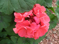 4 Zonal Geranium Cuttings - 4" Pelargonium Stems Ready to Root