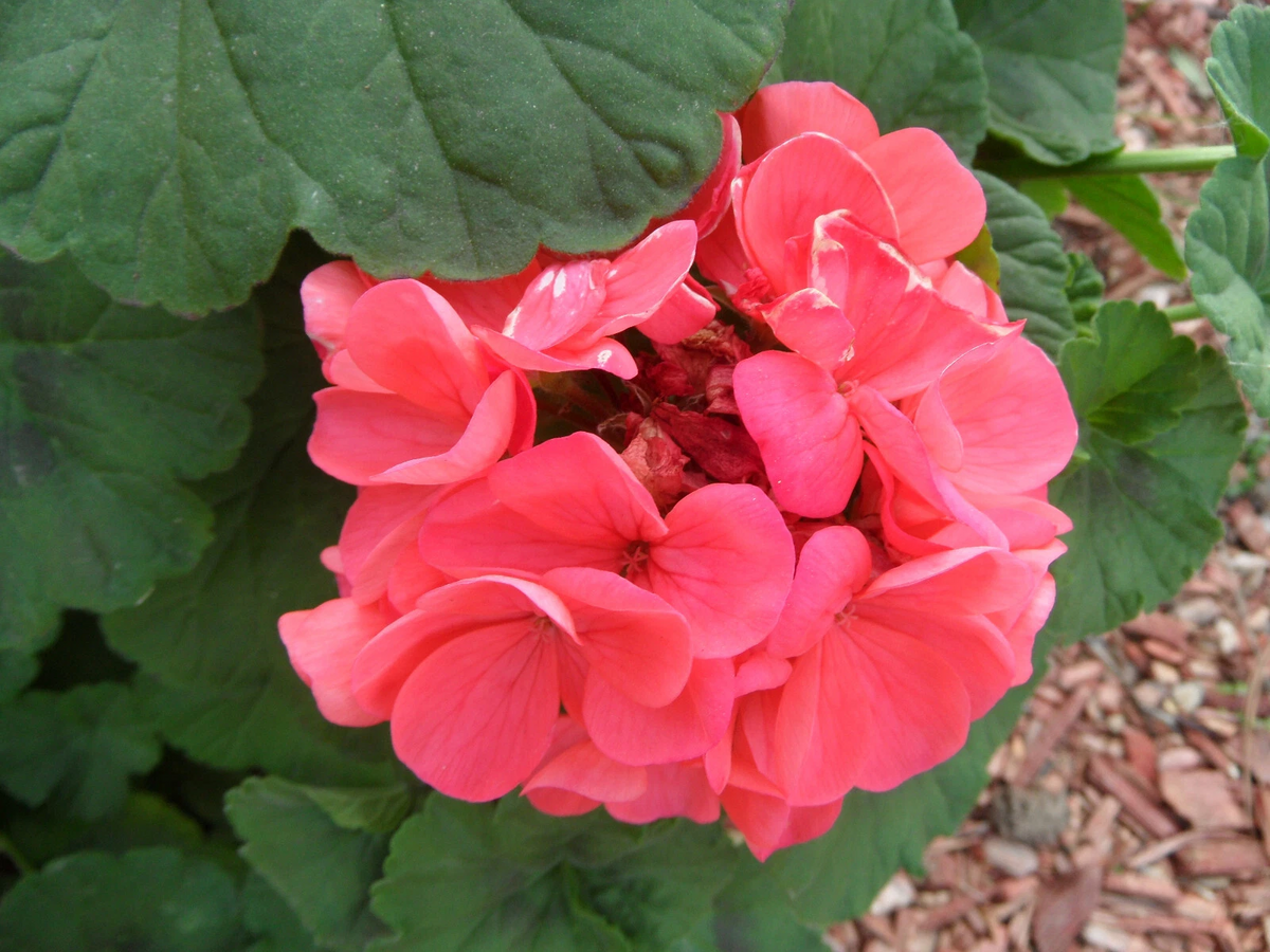 4 Zonal Geranium Cuttings - 4" Pelargonium Stems Ready to Root