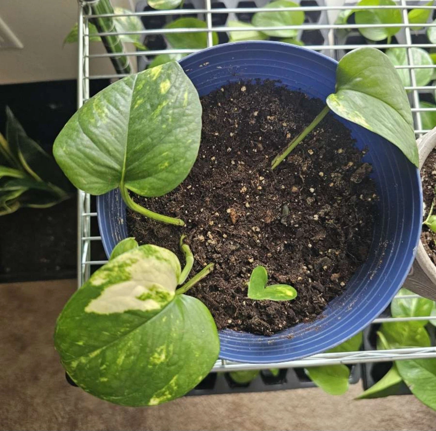 Golden Pothos Cuttings – 3 Unrooted Clippings for Propagation – Epipremnum aureum Indoor Houseplant Starter