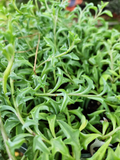 Fresh String of Dolphins Cuttings | Live Senecio peregrinus Propagation Cup | Trailing Indoor Succulent Plant