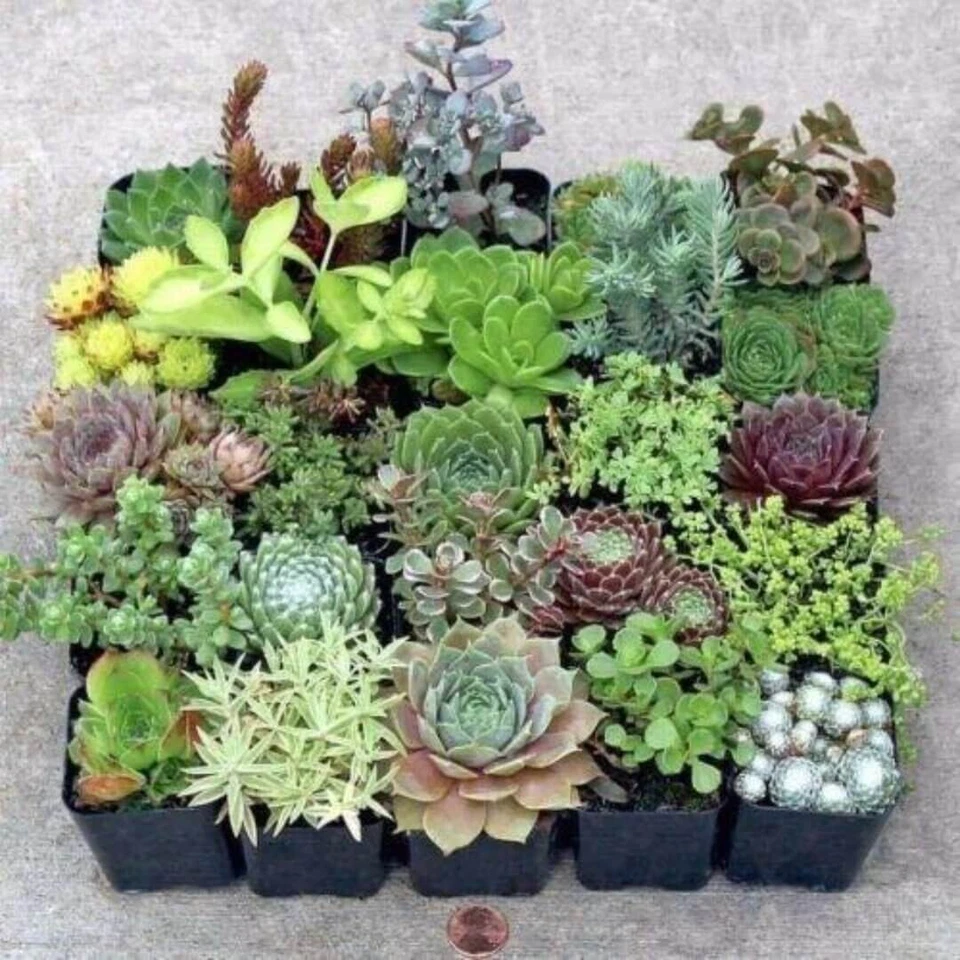 20 Succulent Cuttings – 10 Varieties Premium Mix for DIY Gardens