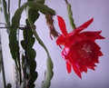Orchid Cactus Cuttings 8 Inch Unrooted Big Red Flower Epiphyllum Propagation Planting
