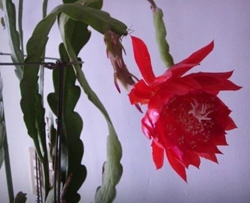 Orchid Cactus Cuttings 8 Inch Unrooted Big Red Flower Epiphyllum Propagation Planting
