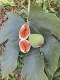 Desert King Fig Cuttings – Organic Ficus carica Unrooted Branches for Rooting, White/Green Fruit Variety, Cold Tolerant, Backyard Grower