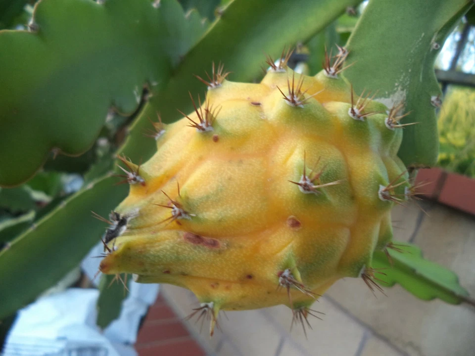 Yellow Dragon Fruit Plant Palora – 8–10 Inch Rooted Hylocereus megalanthus Live Starter for Tropical & Subtropical Growing