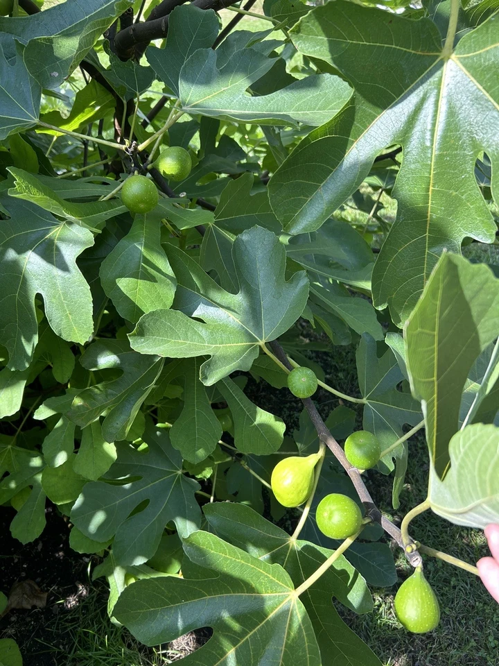 Sicilian White Fig Tree Cuttings – Ficus carica Organic Unrooted Stems for Propagation & Home Orchards