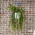 Trailing Cactus Cutting - Hurricane Cactus Lepismium cruciforme f. spiralis 6 Inch Unrooted Propagation Starter