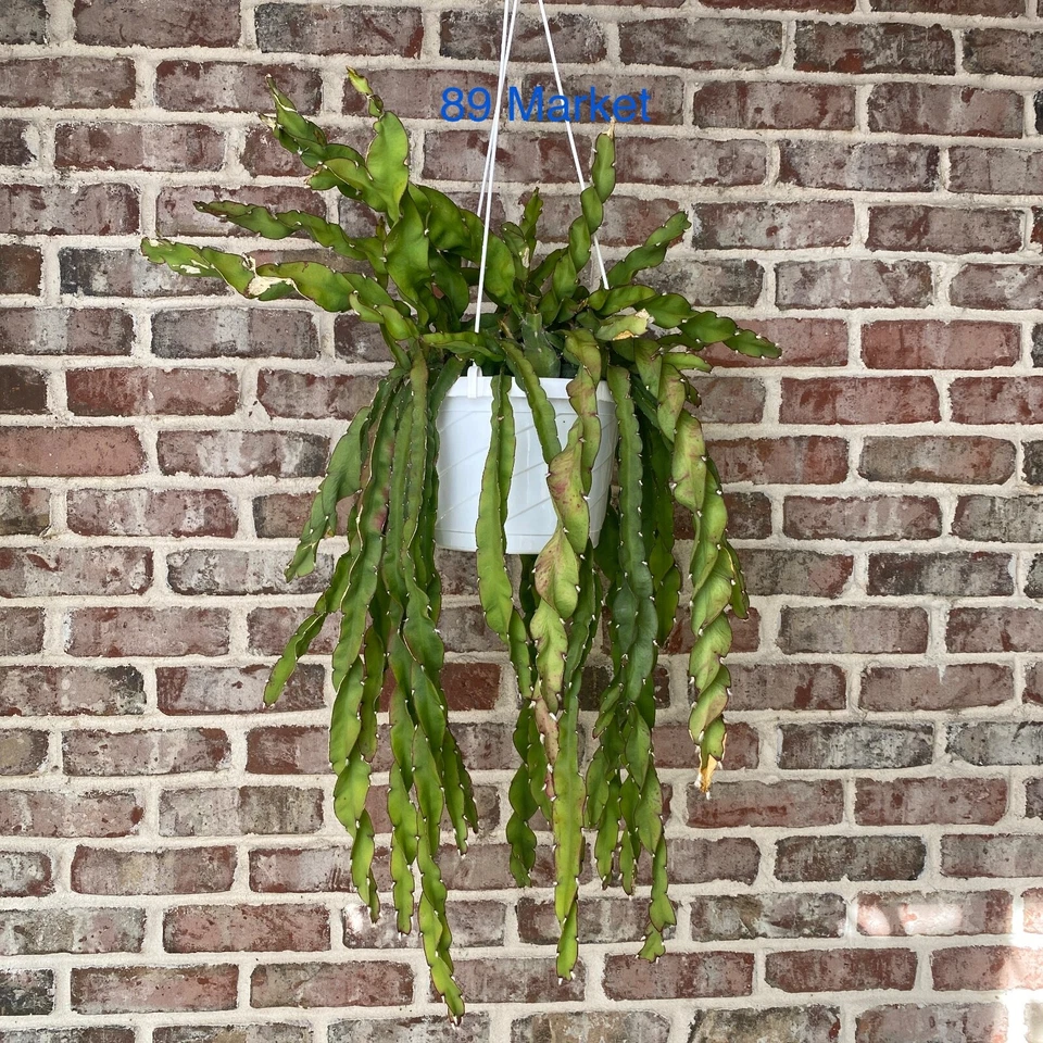 Trailing Cactus Cutting - Hurricane Cactus Lepismium cruciforme f. spiralis 6 Inch Unrooted Propagation Starter