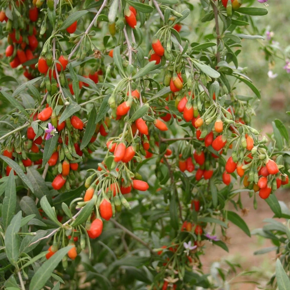 Goji Berry Live Plant in Pot – Rooted Lycium barbarum/Chinense Fruit Bush for Edible Landscaping & Home Gardens