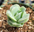 Graptoveria ‘Lovely Rose’ Succulent Live Plant in 2 Inch Pot for Home Garden