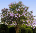 Purple Crepe Myrtle Cuttings 8pcs | Lilac-Purple Blooms | Easy Rooting Live Shrub Propagation Stock - Lagerstroemia indica