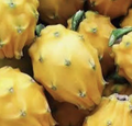 Yellow Dragon Fruit Cutting – 8–12 Inch Palora Hylocereus Megalanthus Live Plant for Fruit-Growing & Gardens