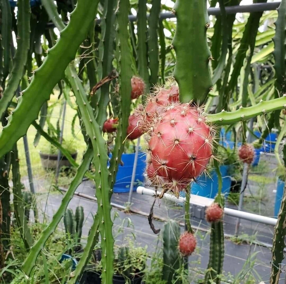Dragon Fruit Cuttings – 20 Unrooted Pitaya Clippings 8–12 Inches Long for Propagation Hylocereus Cactus