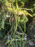 Dragon Fruit Cuttings – 3 Live Unrooted Pitaya Clippings, Assorted Hylocereus Varieties for Propagation