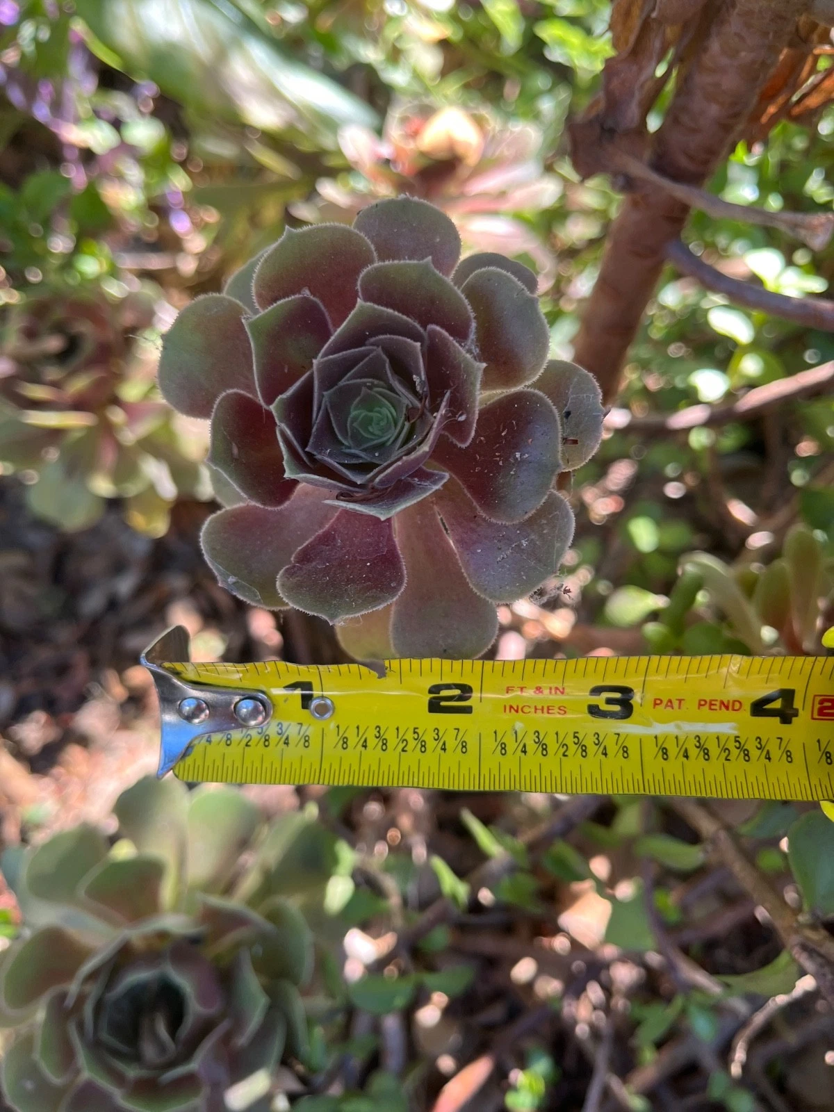 Fresh Succulent Cuttings 3pcs | Live Mixed Brown & Green Succulents for Propagation & DIY Arrangements