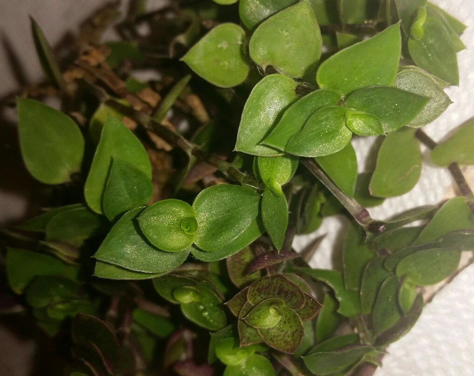 Dwarf Callisia repens Cuttings – 10 Unrooted Tradescantia minima Propagation Planting Material