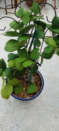 Hoya Kerrii Heart Cutting – 2-Leaf Sweetheart Vine Cutting with 1 Node for Rooting