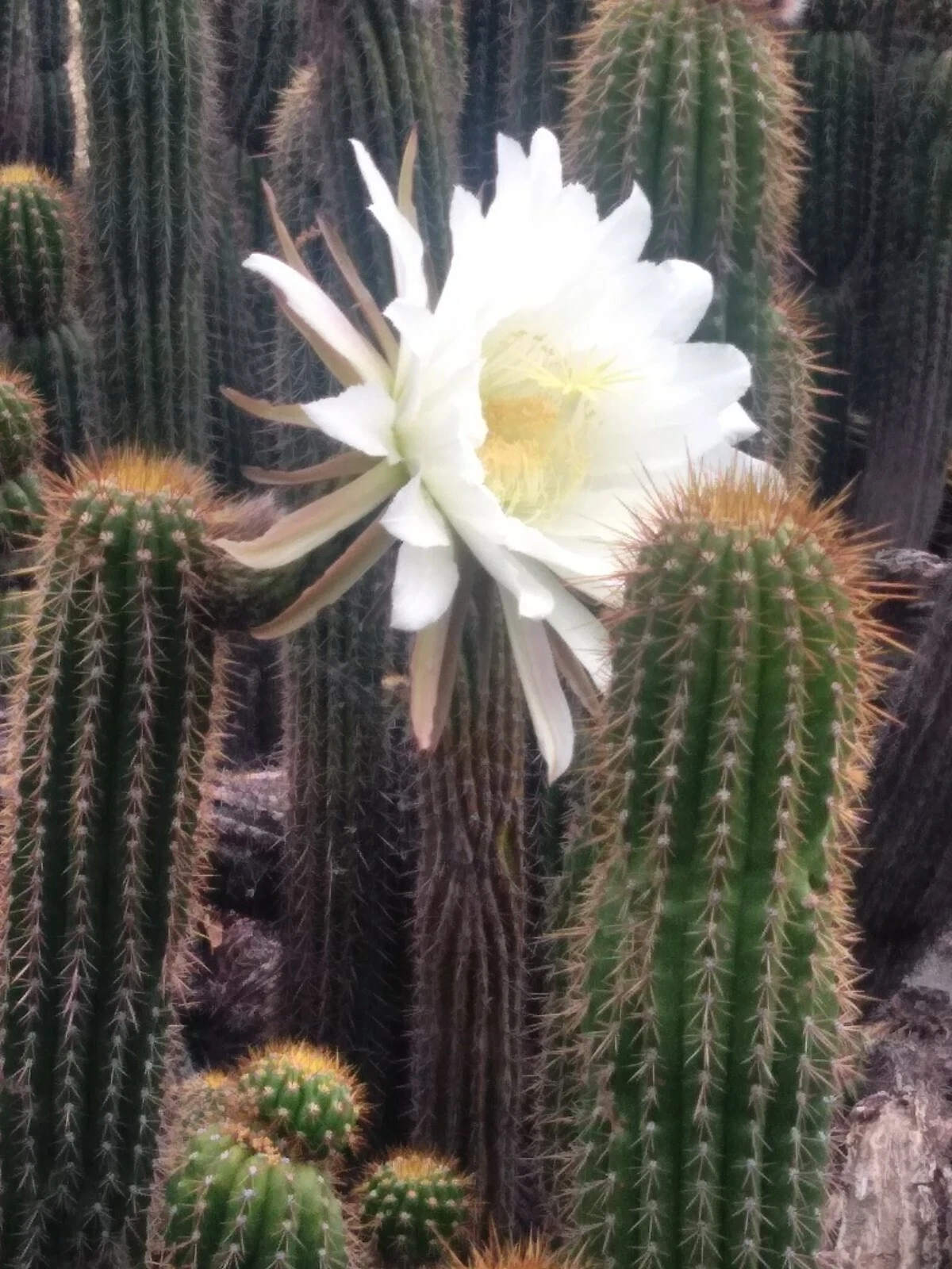 Echinopsis spachiana Golden Torch Cactus Cutting – 20-Inch Tall Columnar White Flowering Succulent Plant