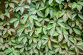 Virginia Creeper Cuttings - 10 Unrooted Parthenocissus quinquefolia Vines, 6-8" Long, Fast Climbing Native Vine