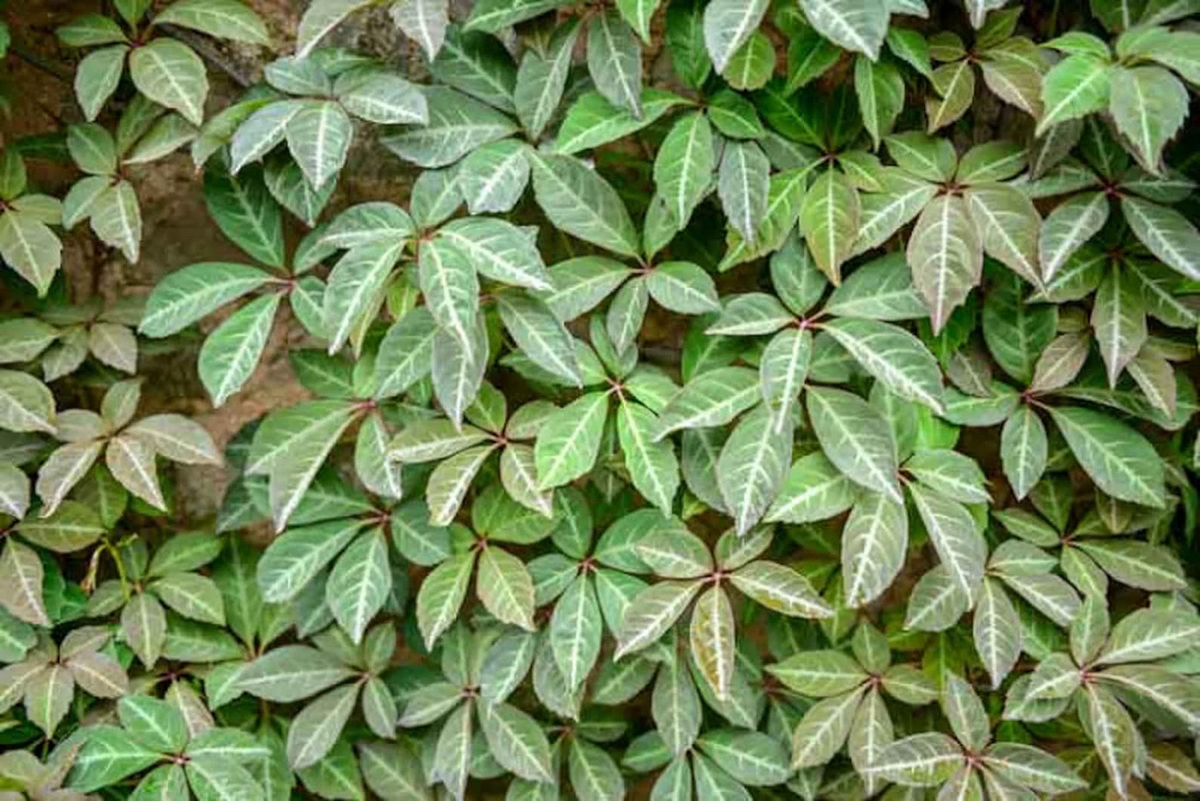 Virginia Creeper Cuttings - 10 Unrooted Parthenocissus quinquefolia Vines, 6-8" Long, Fast Climbing Native Vine