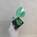 Monstera Thai Constellation Live Plant in 3" Pot, Variegated Cream Speckled Foliage, Indoor Tropical Aroid